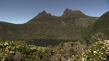 White wildflowers at the edge of a lake