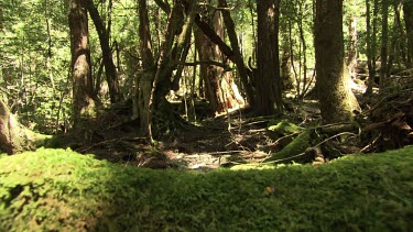 Mossy trees in a lush, sunlit forest