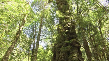 Mossy trees in a lush, sunlit forest