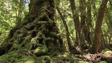 Mossy trees in a lush, sunlit forest