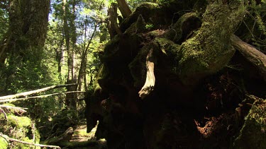 Mossy trees in a lush, sunlit forest