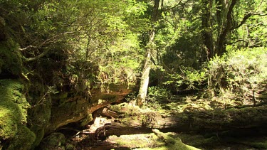 Mossy trees in a lush, sunlit forest