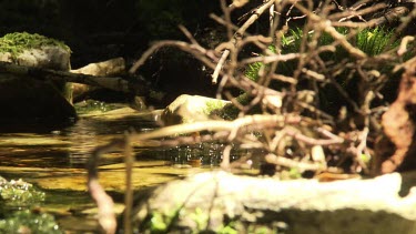 Close up of vegetation along a creek