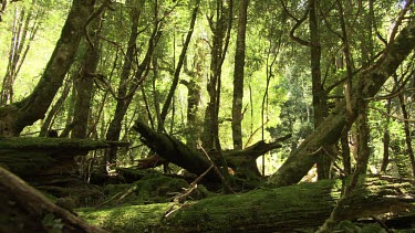 Fallen trees covered in moss in a lush forest