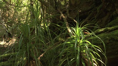 Leafy green plants in a lush forest