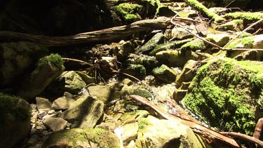 Shallow creek running through a lush, sunlit forest