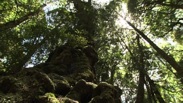 Towering trees in a lush, sunlit forest