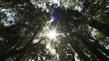 Sunlight streaming through tall treetops