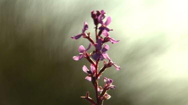 Close up of a long-stemmed pink wildflower