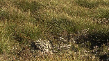 Tall grass in a mountain landscape