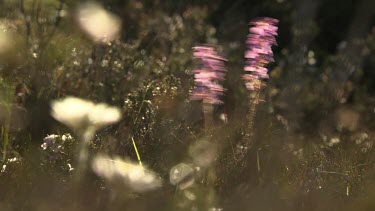 Close up of long-stemmed pink and white wildflowers