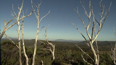 Bare, bleached trees in a mountain landscape