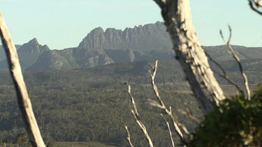 Bare, bleached trees in a mountain landscape