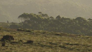 Edge of a misty forest