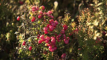 Close up of red berries on a sunlit bush