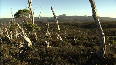 Bare, bleached trees in a mountain landscape