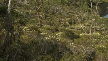 Lush vegetation around a clear blue lake