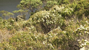 Lush vegetation around a clear blue lake