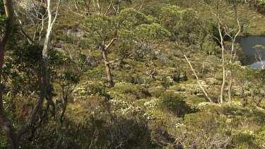 Lush vegetation around a clear blue lake