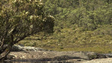 Small waterfall in a babbling creek