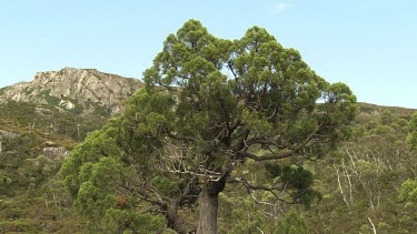 Tall tree growing at the edge of a lake