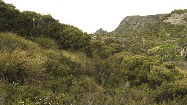 Lush vegetation around a lake