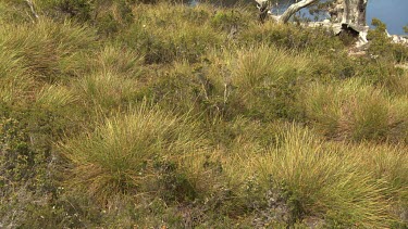 Lush vegetation along the edge of a lake