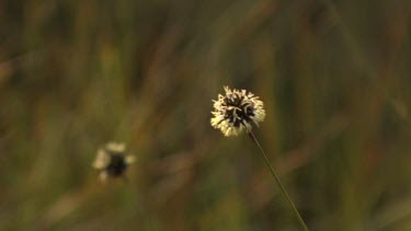 Close up of round, white and brown wildflowers in a field