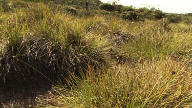 Lush vegetation at the edge of a lake