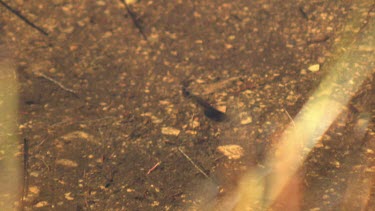 Tadpoles swimming in a shallow pool