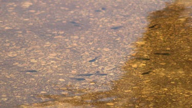 Tadpoles swimming in a shallow pool