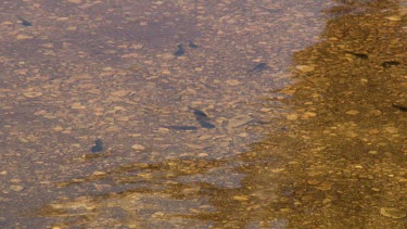 Tadpoles swimming in a shallow pool