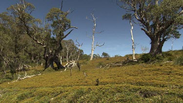 Trees scattered through a field