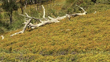 Bleached tree trunks fallen in a field