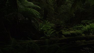 Lush ferns in a dark forest