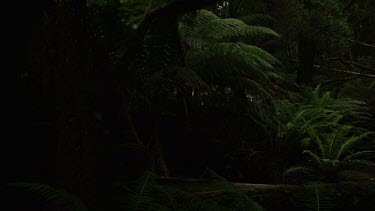 Lush ferns in a dark forest