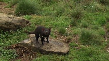 Curious Tasmanian Devil in a grassy field