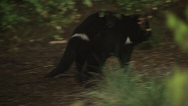 Tasmanian Devil walking on a path through undergrowth