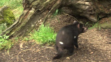 Tasmanian Devil walking and rooting through the undergrowth