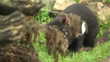 Tasmanian Devil sniffing in a grassy field