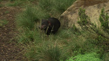 Tasmanian Devils walking through grassy undergrowth