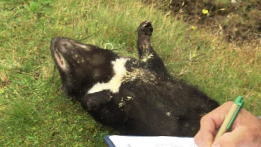 Researcher takes notes next to a Tasmanian Devil carcass