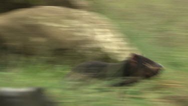 Tasmanian Devil running through a grassy field