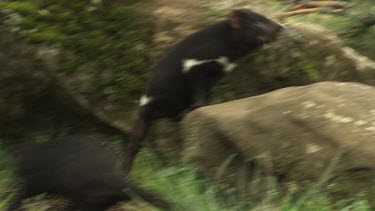 Tasmanian Devils rooting through the undergrowth