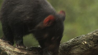 Tasmanian Devil rooting around the undergrowth