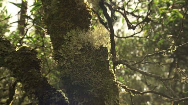 Sunlight on moss-covered trees