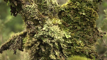 Close up of a moss-covered tree trunk
