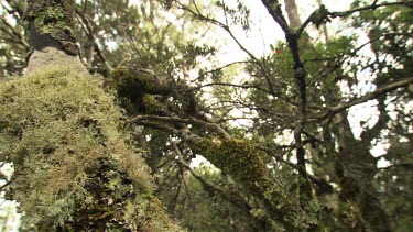 Close up of a moss-covered tree trunk