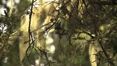 Close up of stringy moss on tree branches