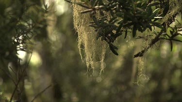 Close up of stringy moss on tree branches
